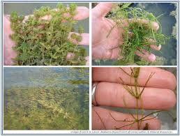 Attēlu rezultāti vaicājumam “Chara polyacantha”