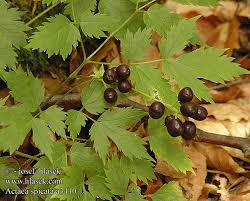 Herb Christopher, Actaea spicata