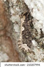 Attēlu rezultāti vaicājumam “Scardia boletella pupa”