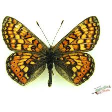 Attēlu rezultāti vaicājumam “Melitaea cinxia”
