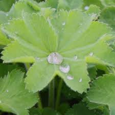 Attēlu rezultāti vaicājumam “Alchemilla vulgaris aggr. leaf”