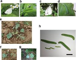 Attēlu rezultāti vaicājumam “Pieris brassicae larva”