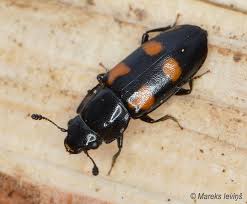 Attēlu rezultāti vaicājumam “Glischrochilus quadripunctatus imago”