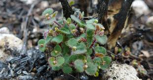 Attēlu rezultāti vaicājumam “Diderma rufostriatum sessile”