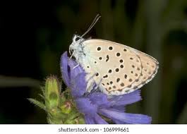 Attēlu rezultāti vaicājumam “Maculinea alcon”