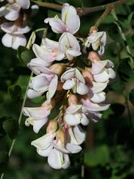 Attēlu rezultāti vaicājumam “Robinia neomexicana”