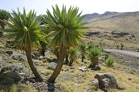 Image result for Lobelien