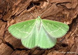 Attēlu rezultāti vaicājumam “Thetidia smaragdaria”