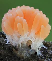 Attēlu rezultāti vaicājumam “Tubifera sp.”