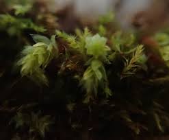 Attēlu rezultāti vaicājumam “Pohlia cruda”