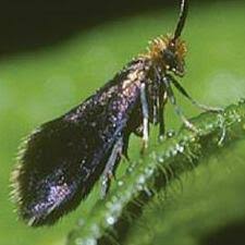 Attēlu rezultāti vaicājumam “Micropterigidae”