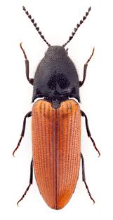 Attēlu rezultāti vaicājumam “Ampedus sanguineus”