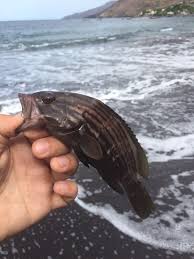 Image result for Mycteroperca rubra