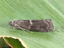 Attēlu rezultāti vaicājumam “Apomyelois bistriatella”