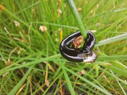 Attēlu rezultāti vaicājumam “Haemopis sanguisuga”