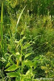 Attēlu rezultāti vaicājumam “Badhamia bethelii stalked”