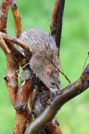 Attēlu rezultāti vaicājumam “Rattus norvegicus”