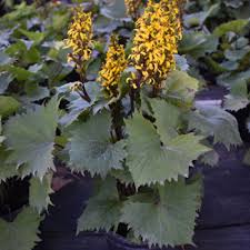 Attēlu rezultāti vaicājumam “Lignydium muscorum young”