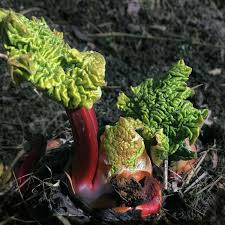 Attēlu rezultāti vaicājumam “Rheum rhabarbarum”