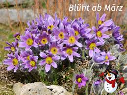 Image result for Kuhschelle