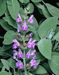 Attēlu rezultāti vaicājumam “Salvia officinalis leaf”