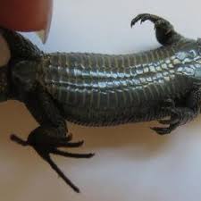 Attēlu rezultāti vaicājumam “Lacerta vivipara juvenile”