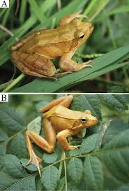 Attēlu rezultāti vaicājumam “Ranidae”