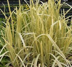 Attēlu rezultāti vaicājumam “Glyceria maxima”