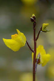 Attēlu rezultāti vaicājumam “Utricularia vulgaris flower”