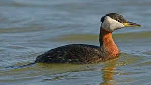 Image result for Podiceps grisegena
