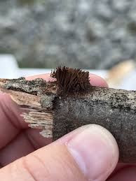 Attēlu rezultāti vaicājumam “Stemonitis splendens spores”