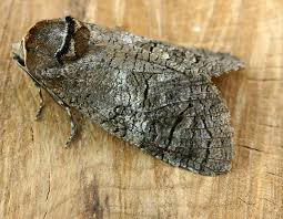 Attēlu rezultāti vaicājumam “Cossus cossus larva”