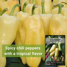 Afbeeldingsresultaat voor white habanero hot pepper