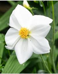 Image result for Dahlia `Snowflake`