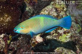 Image result for Scarus ferrugineus