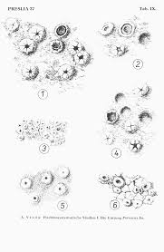 Attēlu rezultāti vaicājumam “Petractis sp.”