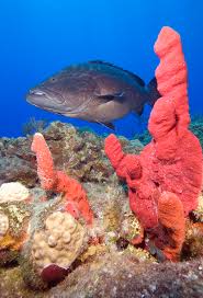 Image result for Mycteroperca bonaci