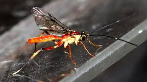 Attēlu rezultāti vaicājumam “Ichneumonidae”