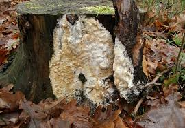 Attēlu rezultāti vaicājumam “Antrodia gossypium”