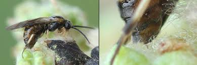 Attēlu rezultāti vaicājumam “Pristiphora maesta larva”