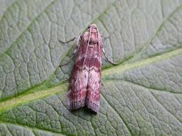 Attēlu rezultāti vaicājumam “Phycita roborella”