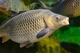 Image result for Carpiodes cyprinus