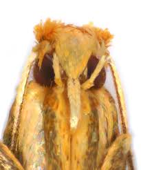 Attēlu rezultāti vaicājumam “Tischeria ekebladella”