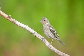 Attēlu rezultāti vaicājumam “Fringilla coelebs female”