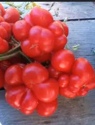 Afbeeldingsresultaat voor voyage tomato