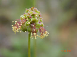 Attēlu rezultāti vaicājumam “Poterium sanguisorba”