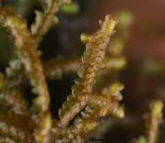 Attēlu rezultāti vaicājumam “Porella platyphylla macro”