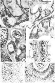 Attēlu rezultāti vaicājumam “Geocrypta galii”