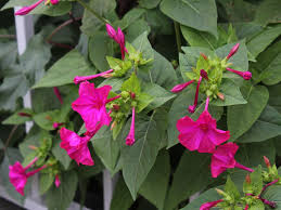 Image result for Mirabilis jalapa