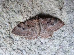 Attēlu rezultāti vaicājumam “Hydria cervinalis”